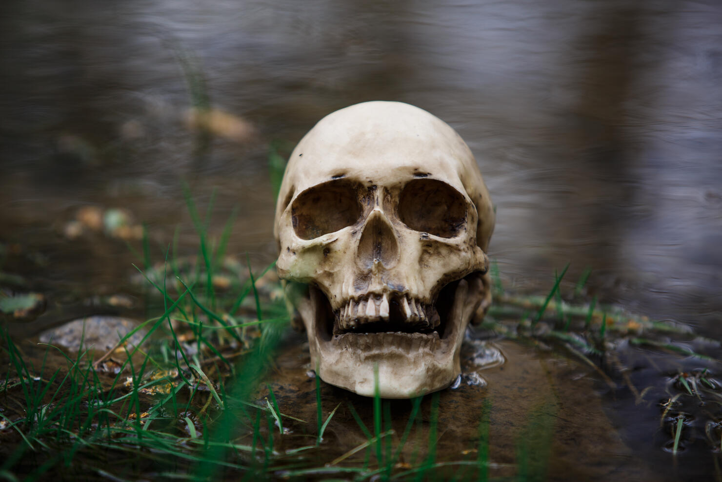 Human skull on the surface of the water in the river among the grass and algae.
