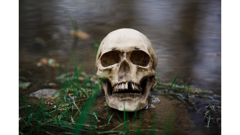 Human skull on the surface of the water in the river among the grass and algae.