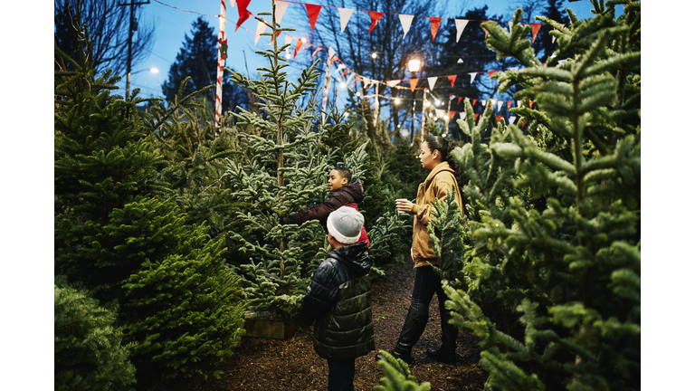 Mother and sons shopping for Christmas tree on Christmas tree lot