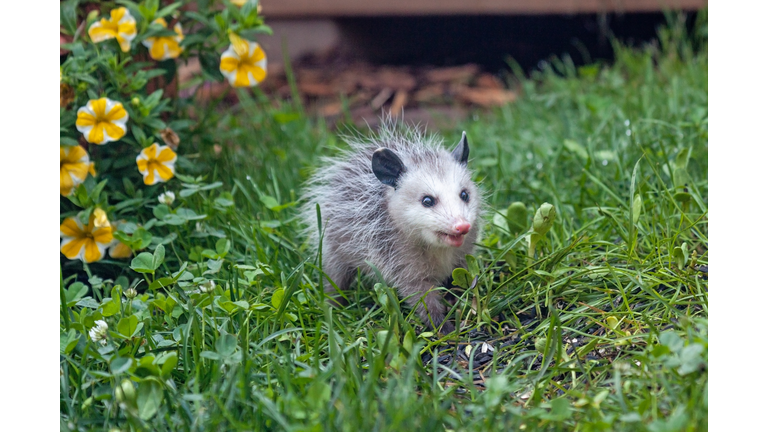 An Opossum in Green Grass