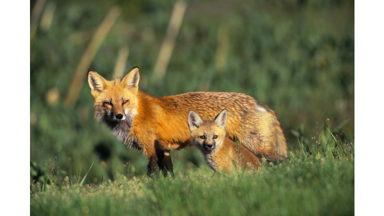 Mother Fox with Her Young