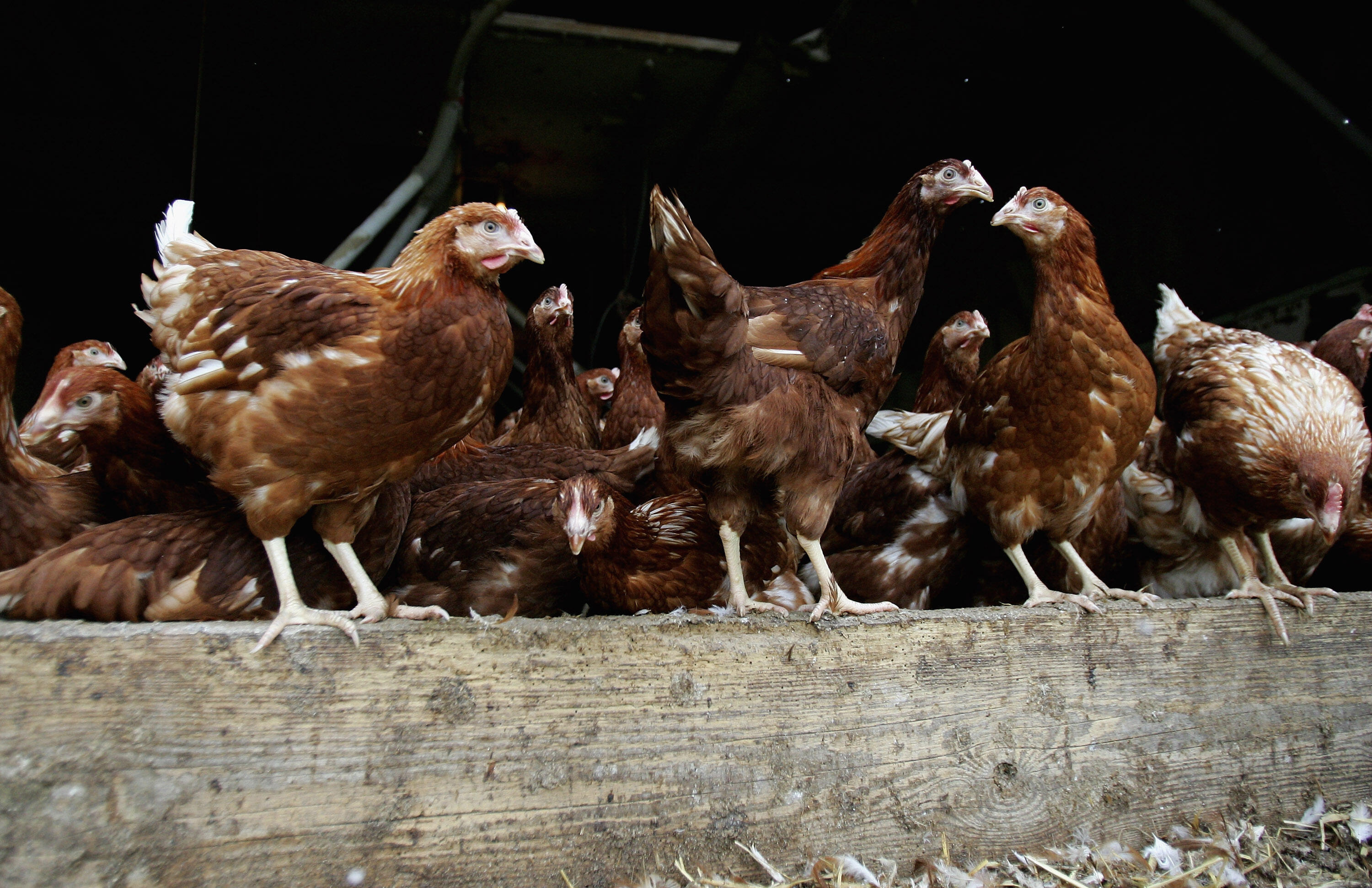 Flock of chickens mysteriously freeze up spooking owner