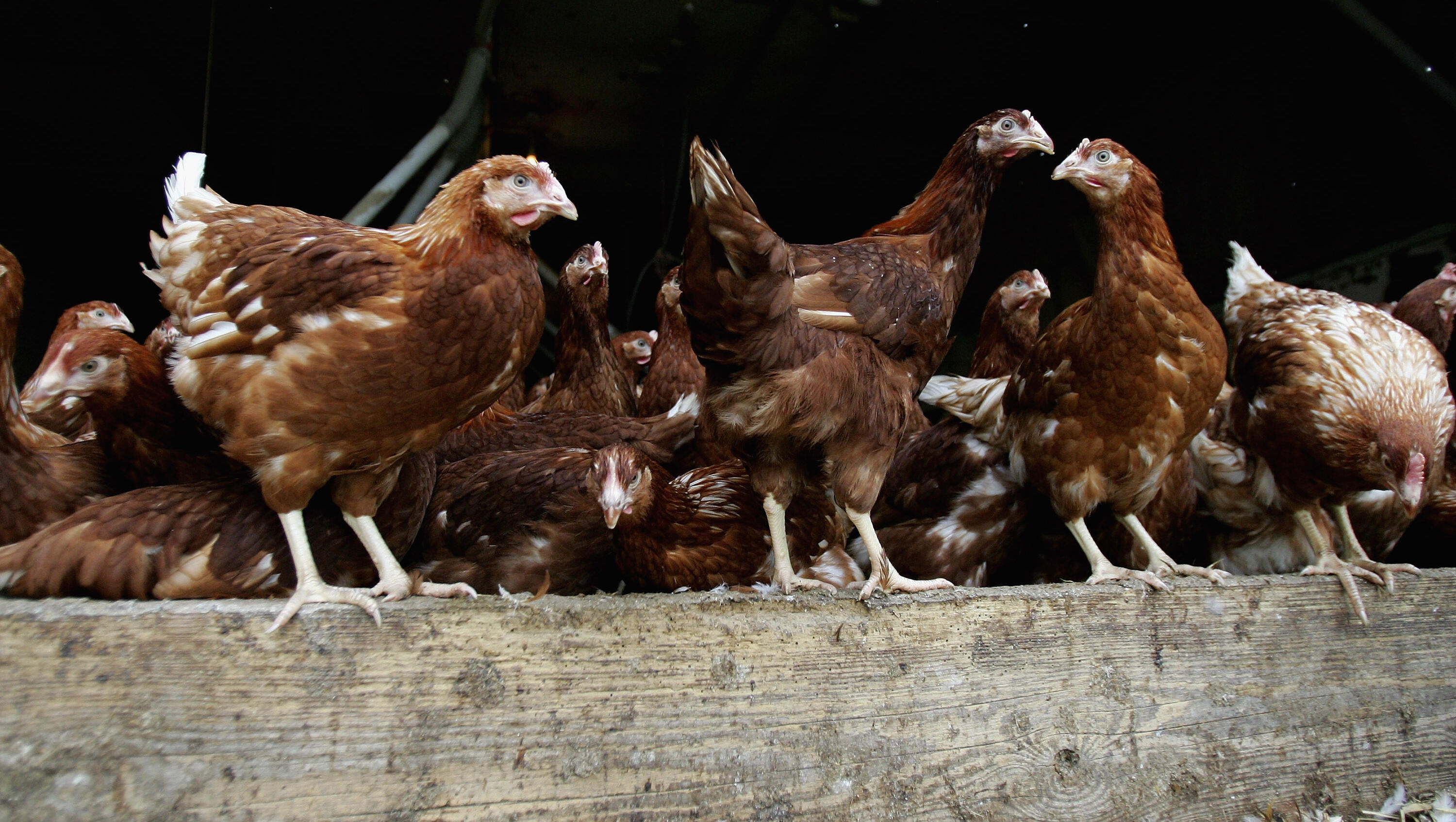 Chicken Owner Freaks: Her Chickens Freeze, Don't Move for 2 Min!
