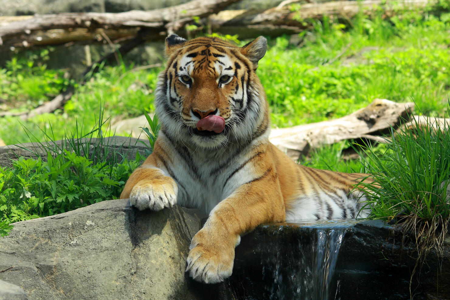 Tiger in zoo, Bronx Zoo, New York, USA