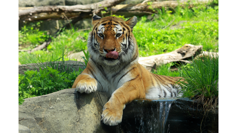 Tiger in zoo, Bronx Zoo, New York, USA