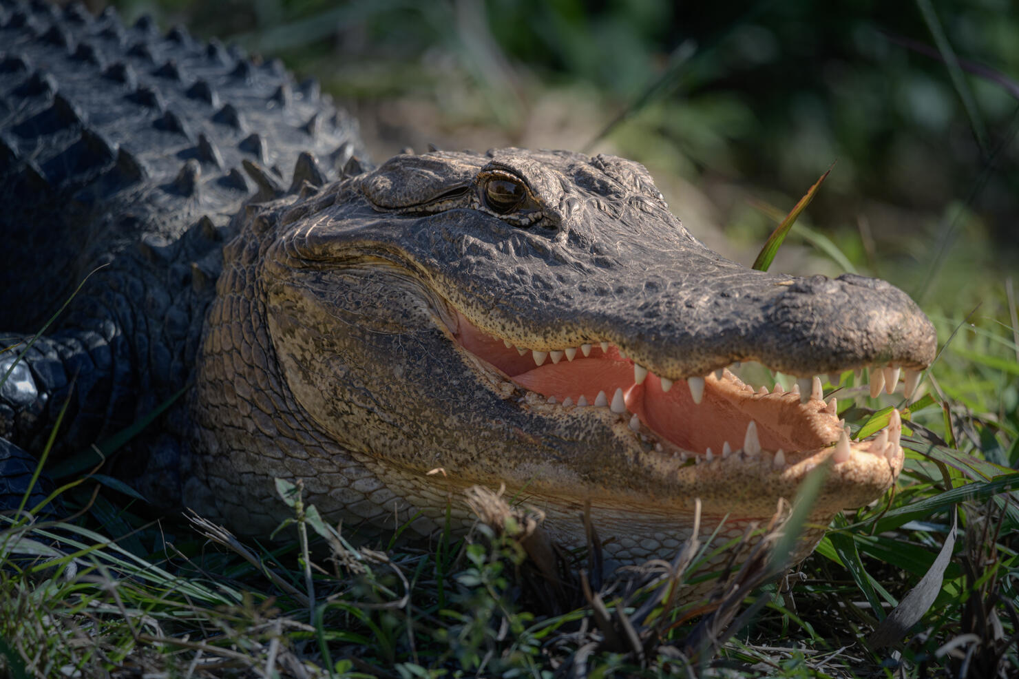 American alligator