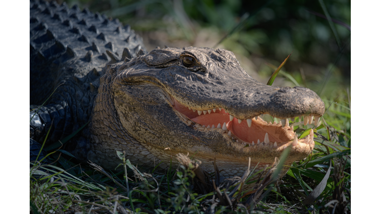 American alligator