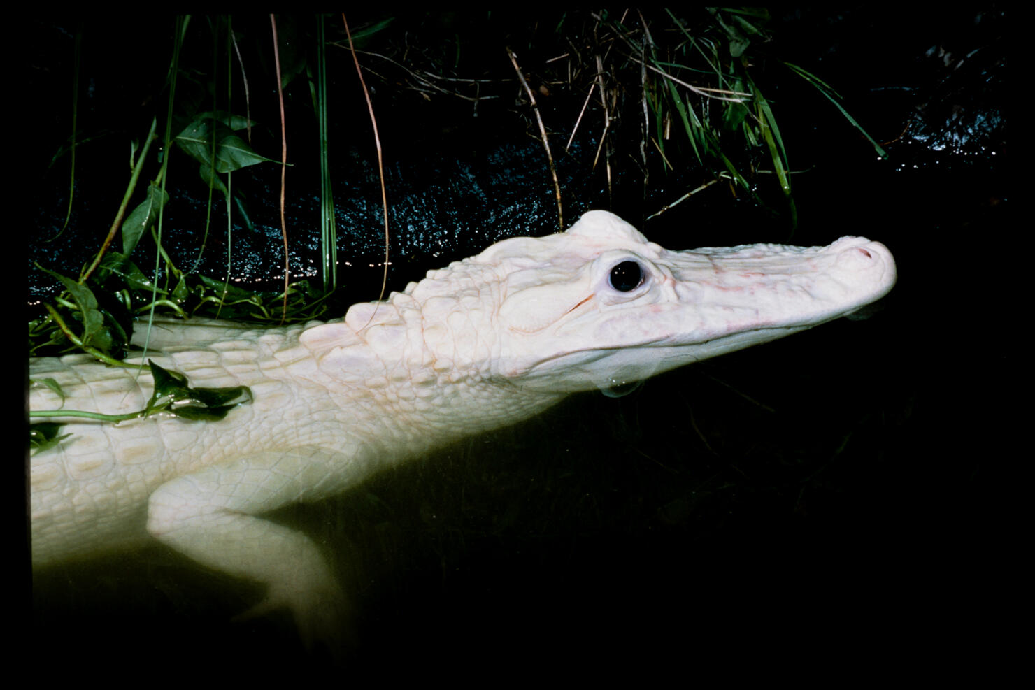 White alligator