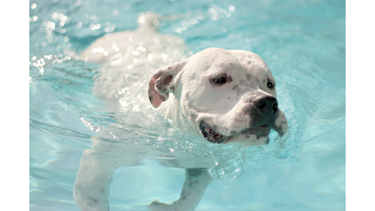 Dog swimming in pool