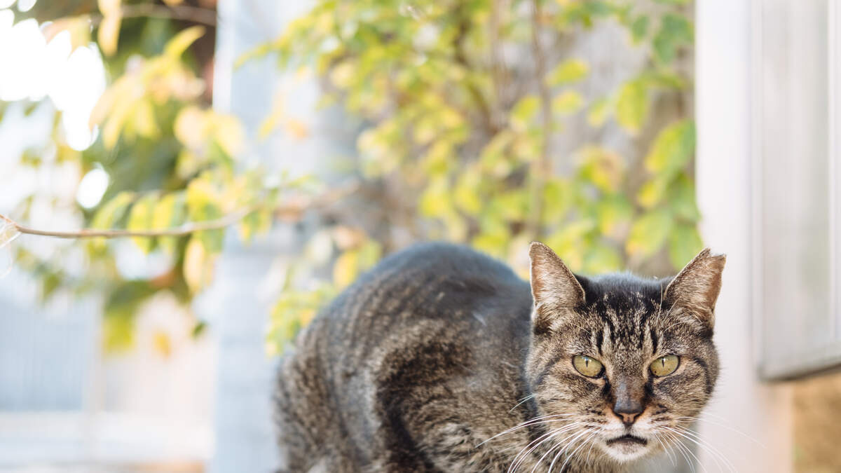 Coco: N.L. tabby cat's leap off utility pole goes viral