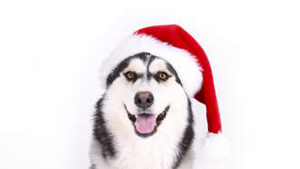 How Do You Not Lose A Dog Like This?