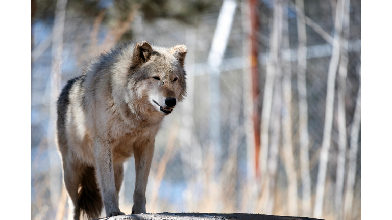 US-ENVIRONMENT-NATURE-WOLVES