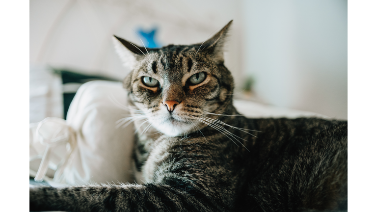 A senior cat looking at the camera