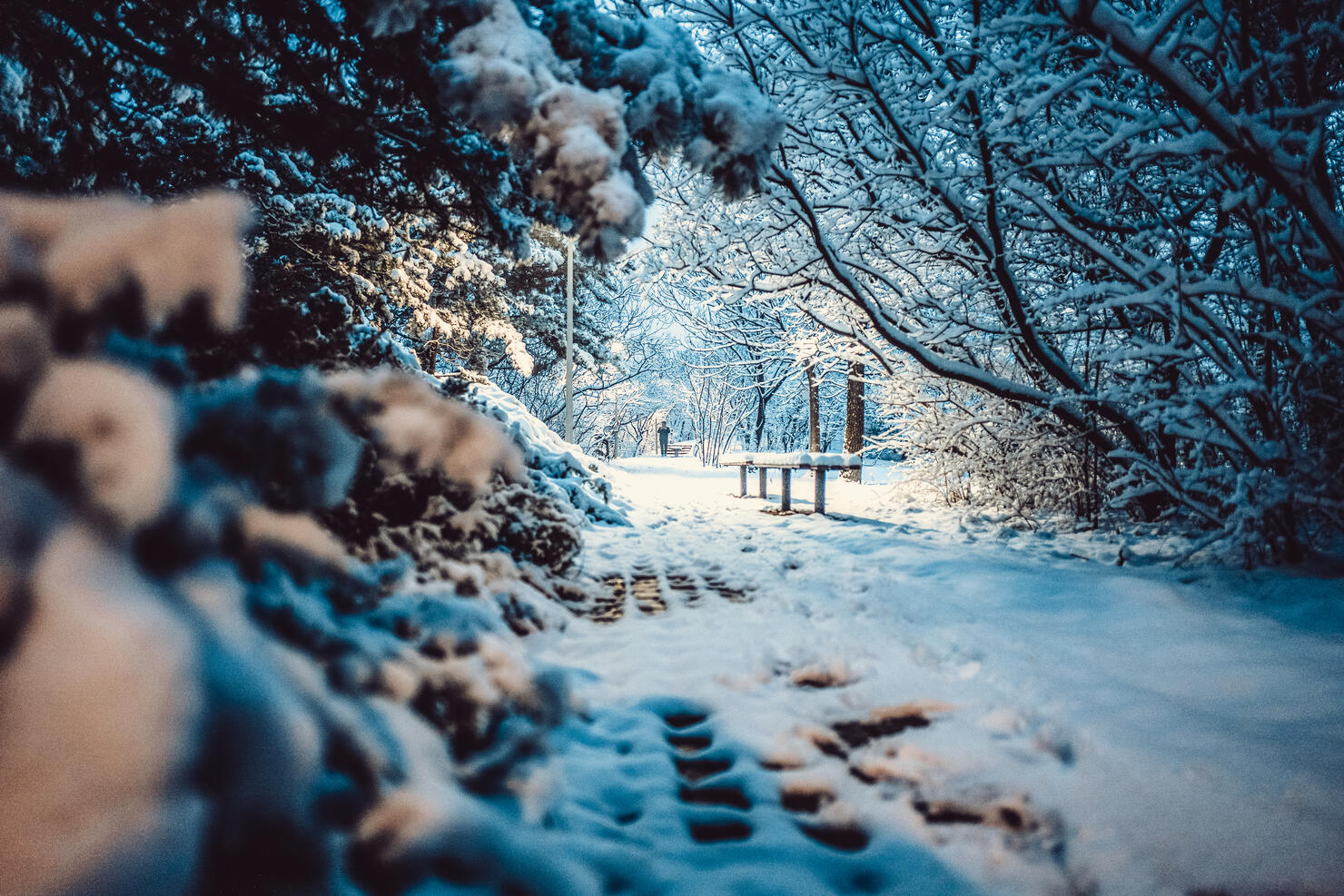 Snowy View of Olympic Forest Park