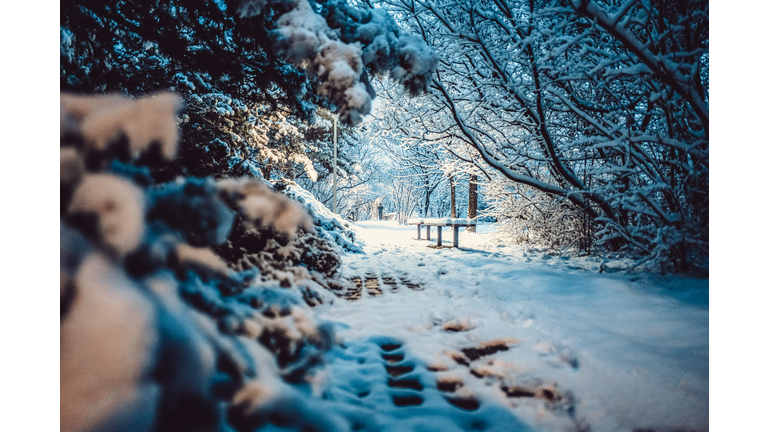 Snowy View of Olympic Forest Park