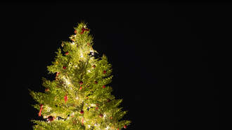 Hershey Gardens Christmas Tree Showcase