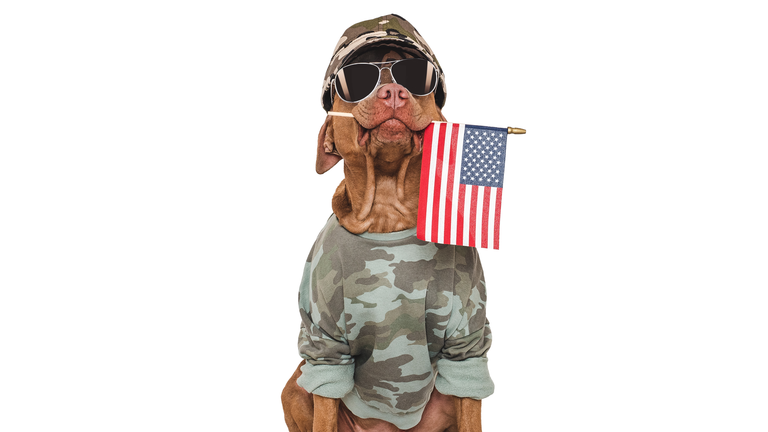 Cute brown dog, military shirt and American Flag