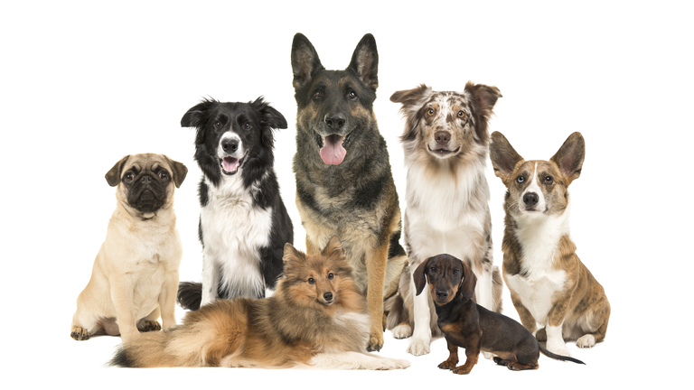 Large group of various breeds of dogs together on a white background