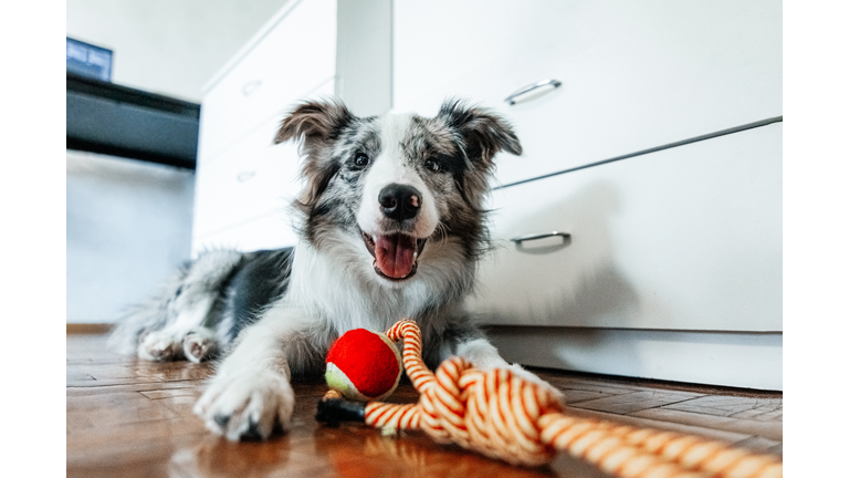 Cute border collie dog lying with pet toy and looking at camera at home.