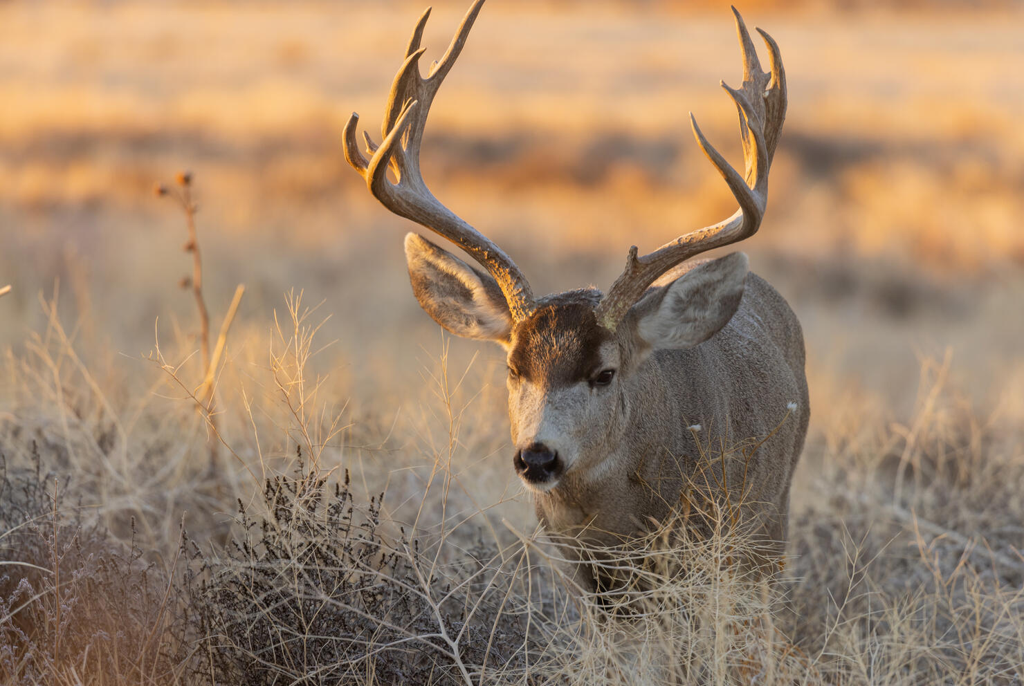 67-Year-Old Colorado Woman Gored By Deer Outside Her Home | iHeart