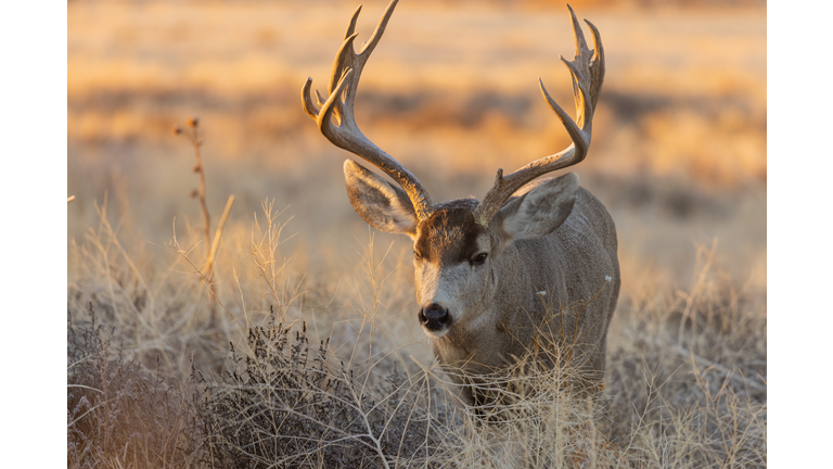 Buck Mule Deer in Fall in Colorado