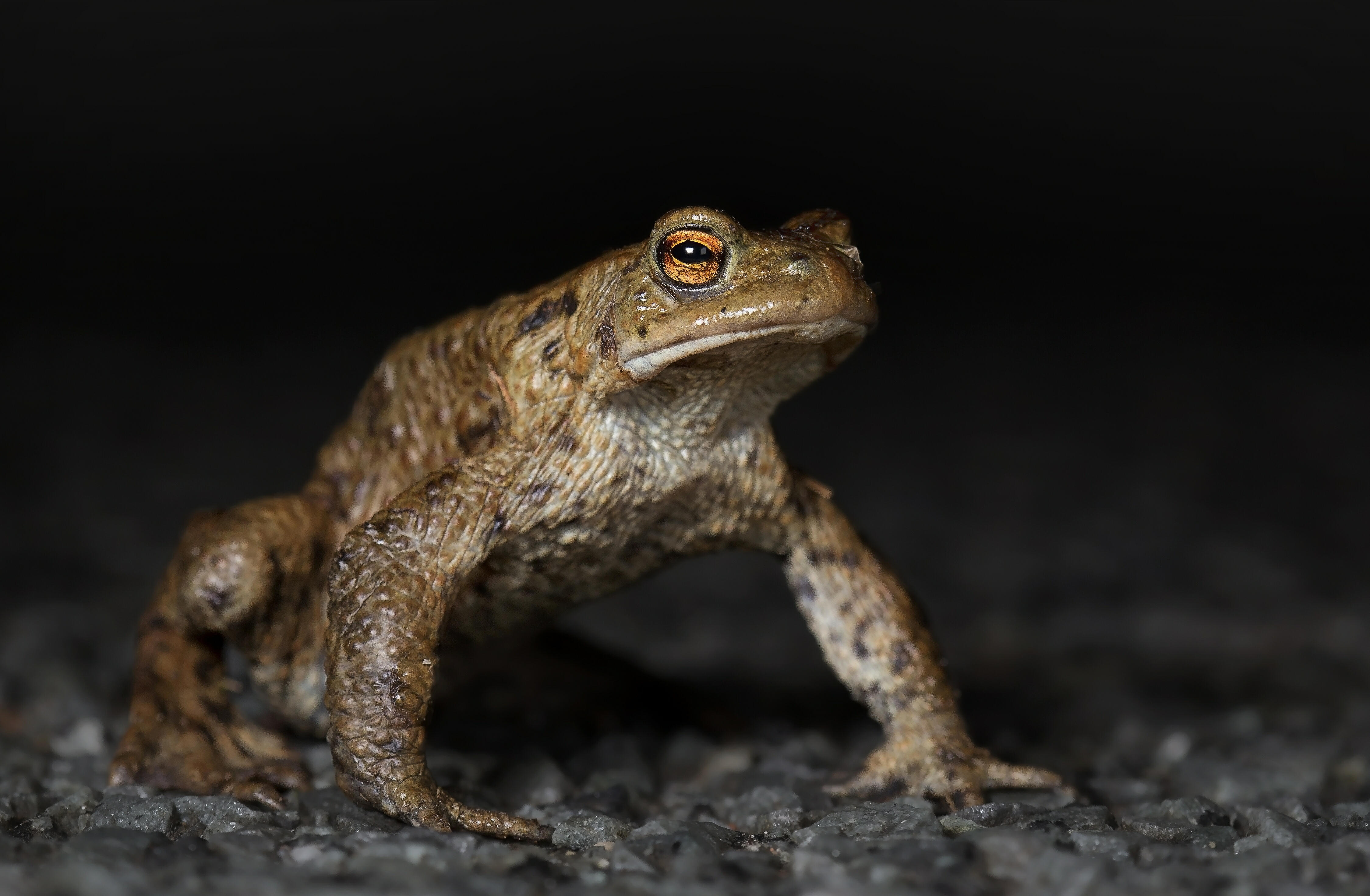 'Biblical' Plague Of Frogs Causes Fiery Multi-Car Accident | IHeartRadio