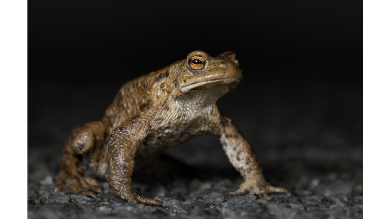 Toad