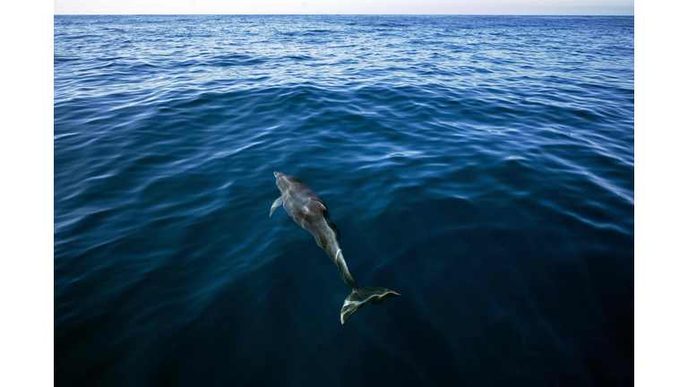 BRAZIL-ANIMAL-WILDLIFE-DOLPHINE-FEATURE