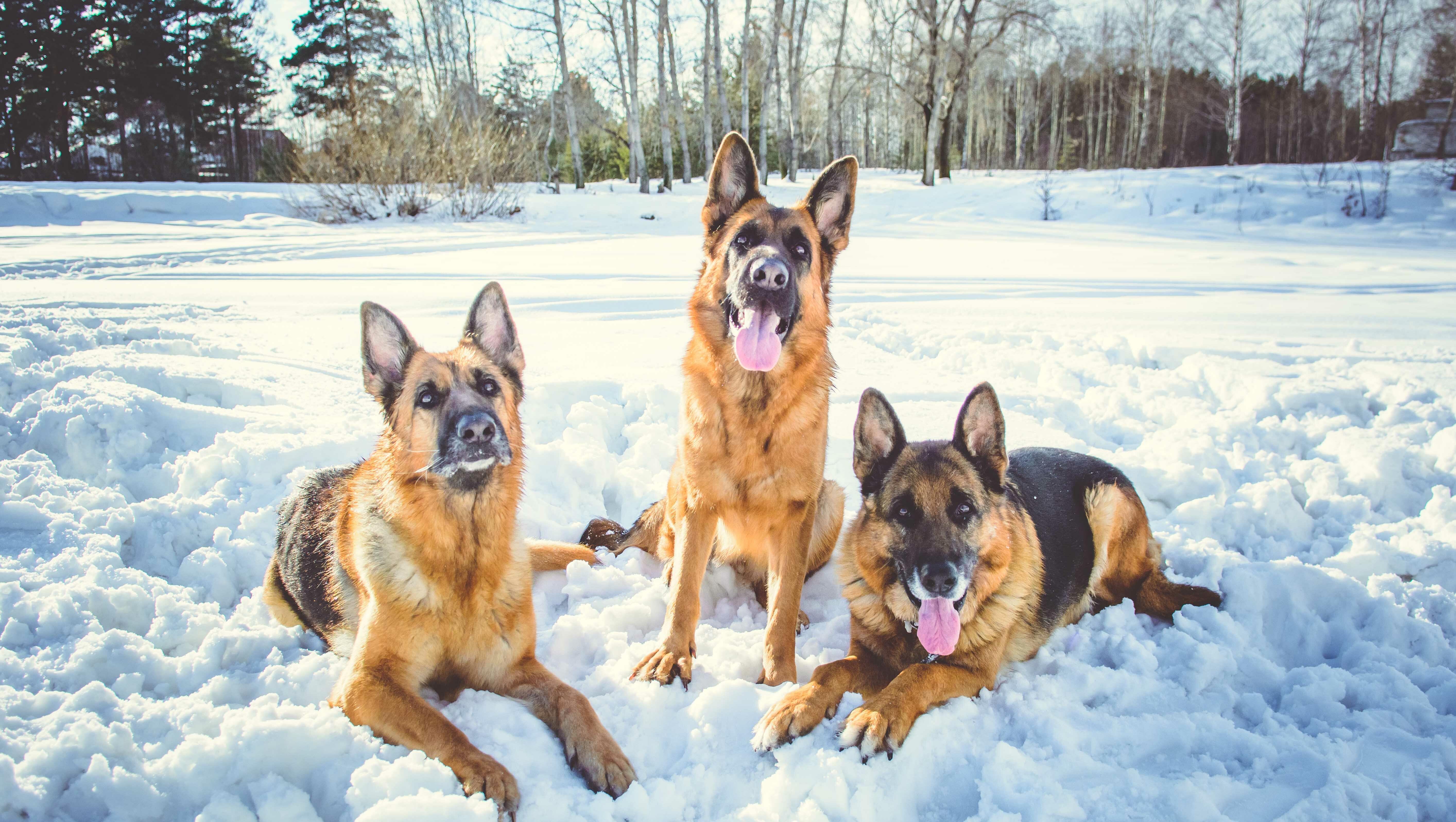 Meet Tito, Janet & Michael — Adoptable Pets Ready to Steal Your Heart! 💛🐾