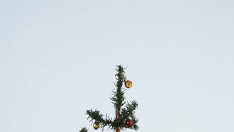 Christmas Tree Farm Catching Heat For Selling Painted Trees