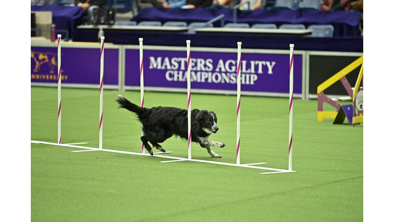 The 147th Annual Westminster Kennel Club Dog Show Presented by Purina Pro Plan - Canine Celebration Day