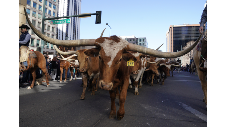 Parade Of Cattle And Western Wagons Kicks Off Annual Nat'l Western Stock Show