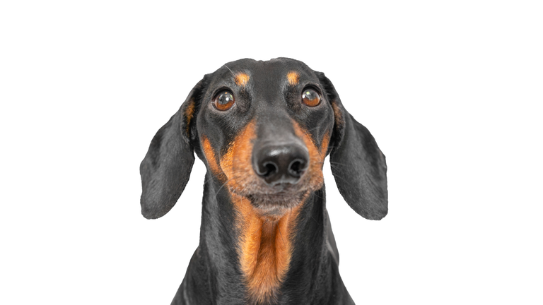 Dog in official ID photo isolated close-up.Booth portrait passport, visa