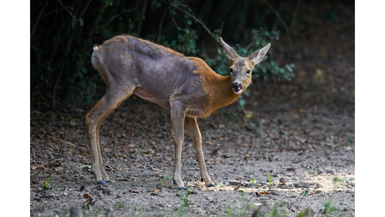 Roe deer with mange