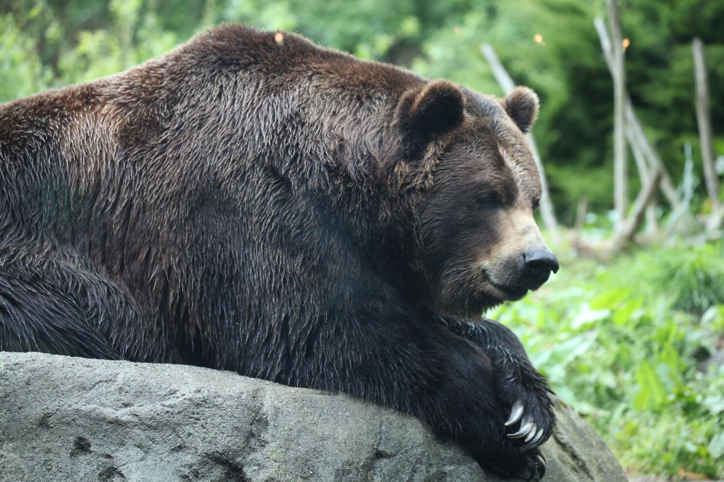 Brown bear (Ursus arctos)