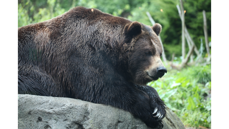 Brown bear (Ursus arctos)