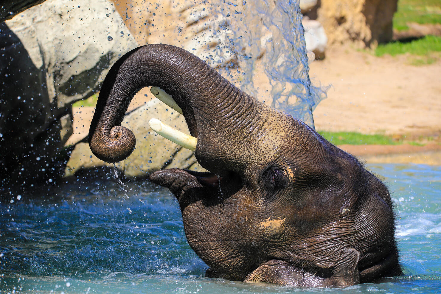 Elephant in a pool