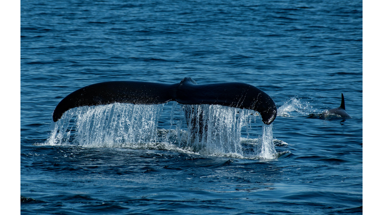 US-ANIMAL-OCEAN