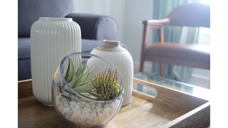 Indoor Air plant