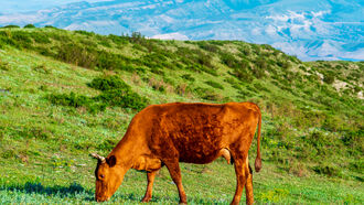 War with China / Red Heifer Prophecy