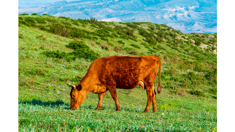 War with China / Red Heifer Prophecy