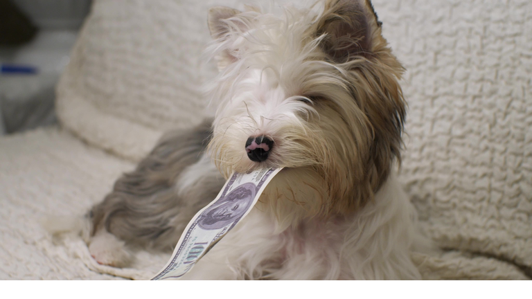 Funny dog holds a dollar bill in his mouth. The dog chews dollar money lying on a chair. A cute shaggy dog holds a one hundred dollar bill in his teeth and looks away.
