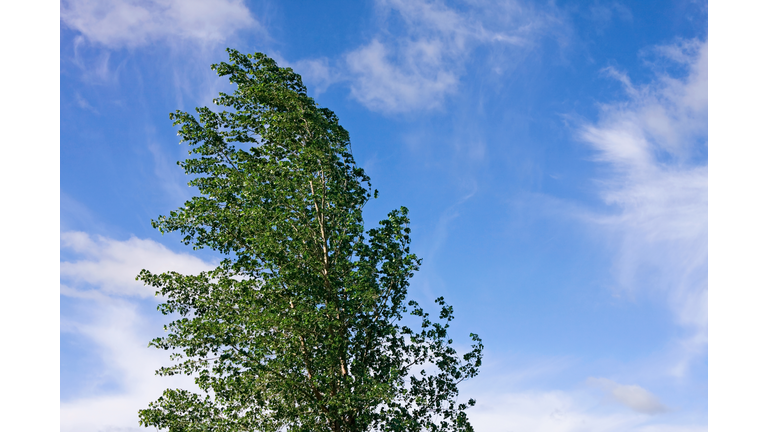 Poplar Tree Blowing in the Wind