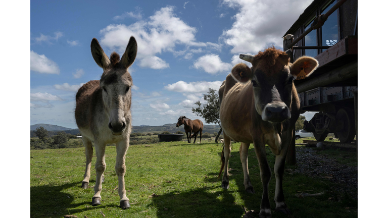 URUGUAY-ANIMAL-EXPORTS-FOOD-TRADE