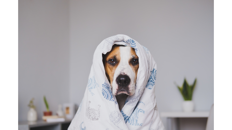 Dog in bedroom wrapped in the throw blanket. Cute staffordshire