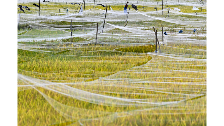 INDONESIA-AGRICULTURE