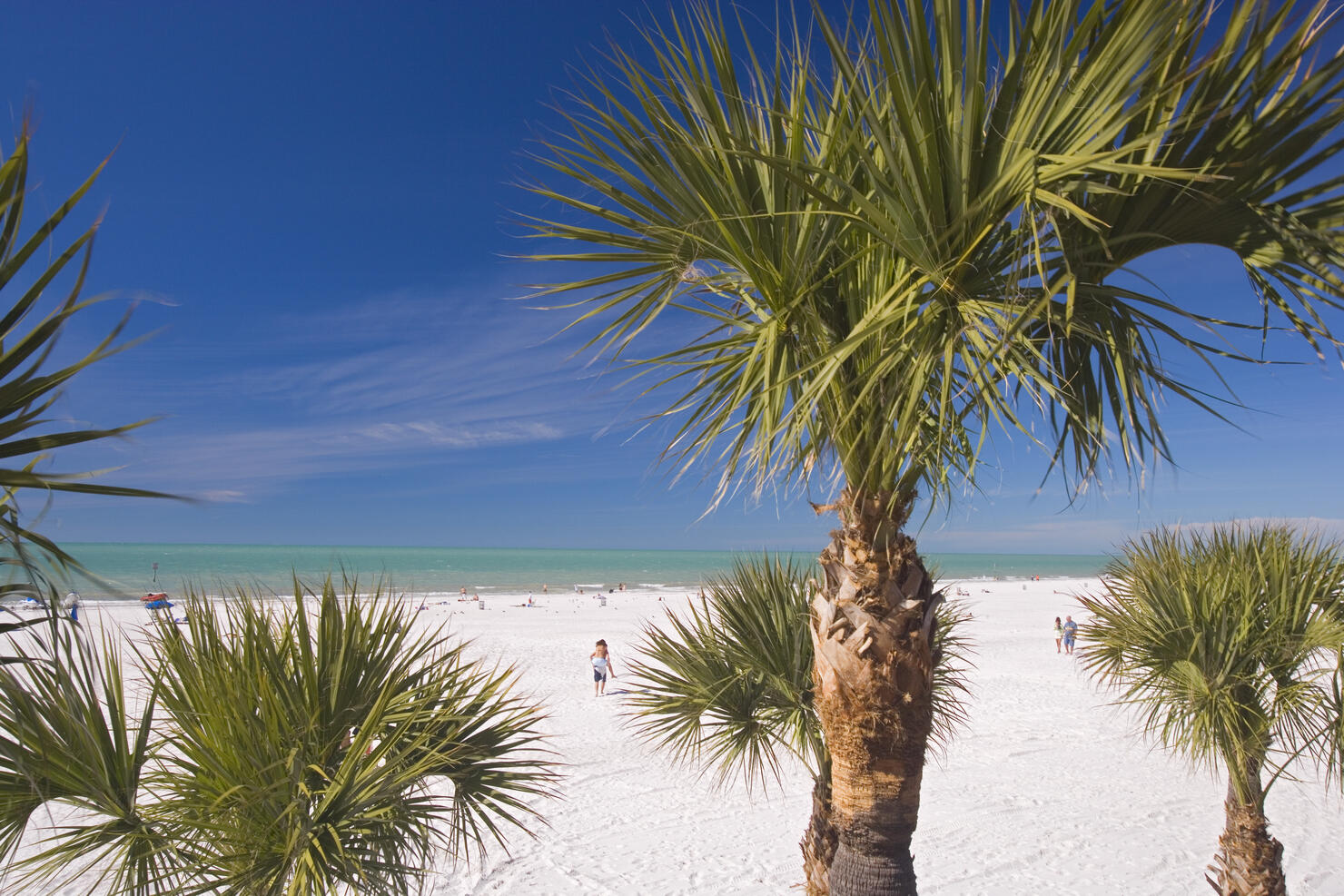 Palm trees on Clearwater Beach.