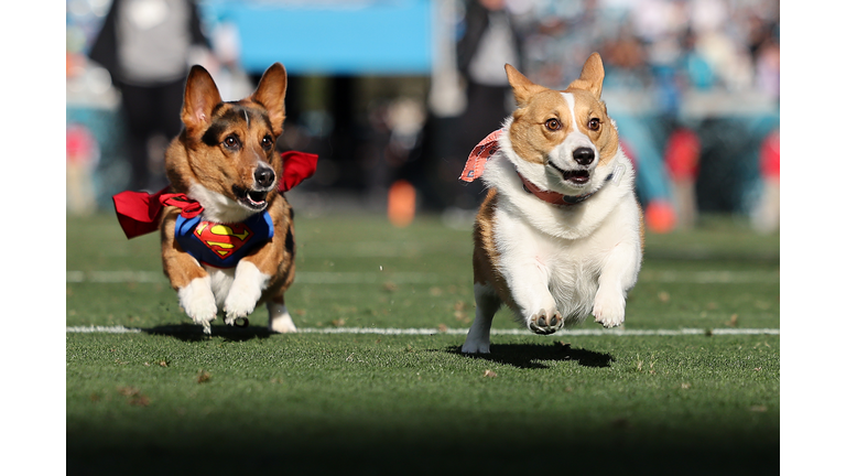 Carolina Panthers v Jacksonville Jaguars