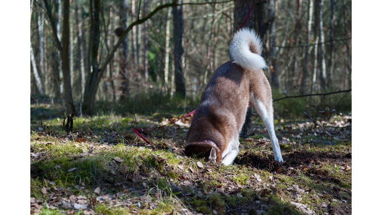 Husky dog digs a hole