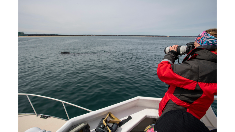 US-ENVIRONMENT-CONSERVATION-RIGHT-WHALES